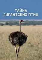 смотреть онлайн Тайна гигантских птиц (2024) бесплатно в HD 